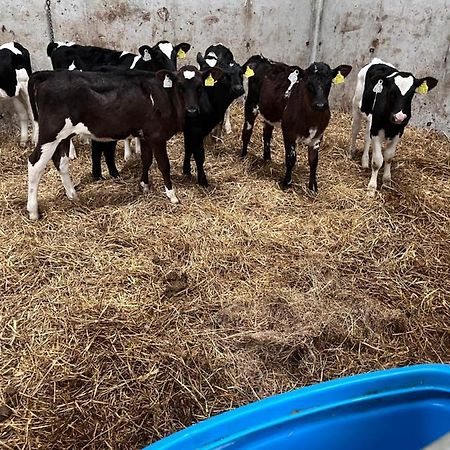 Lacken Farmyard Kilmihil Exterior foto