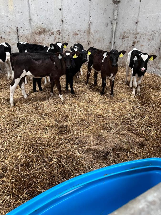 Lacken Farmyard Kilmihil Exterior foto
